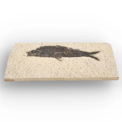 50 Million Year Old Knightia Fish Fossil – Green River Formation