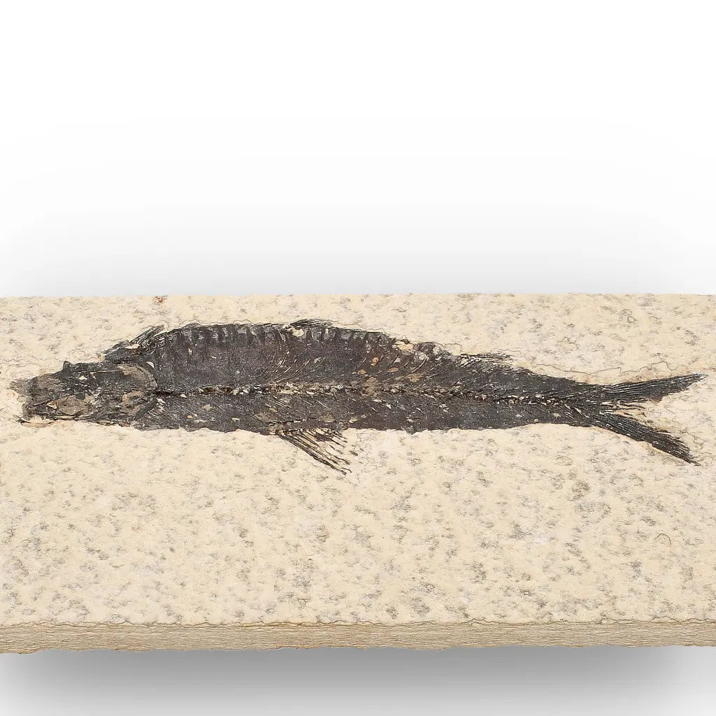50 Million Year Old Knightia Fish Fossil – Green River Formation