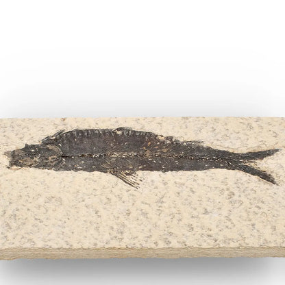 50 Million Year Old Knightia Fish Fossil – Green River Formation