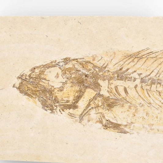 Get your Authentic Green River Formation Fish Fossil – Kemmerer Wyoming Quarry Limestone Specimen online now or in store at Forever Gems in Franschhoek, South Africa