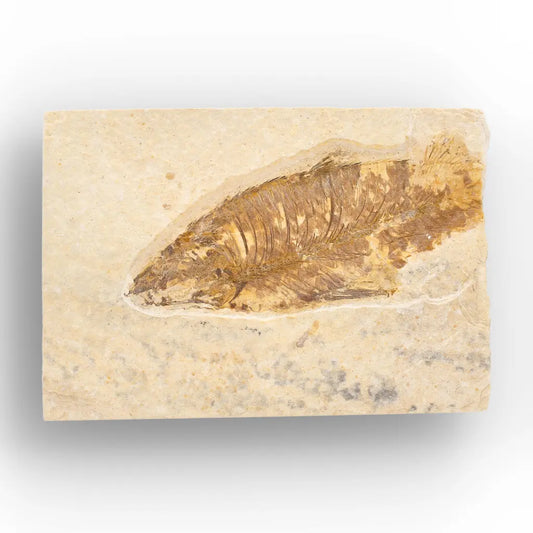 Get your Eocene Fossil Fish Plate from the Green River Formation online now or in store at Forever Gems in Franschhoek, South Africa
