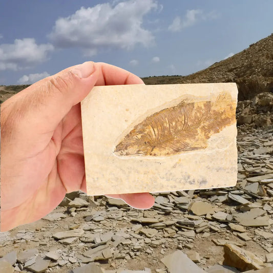 Get your Eocene Fossil Fish Plate from the Green River Formation online now or in store at Forever Gems in Franschhoek, South Africa