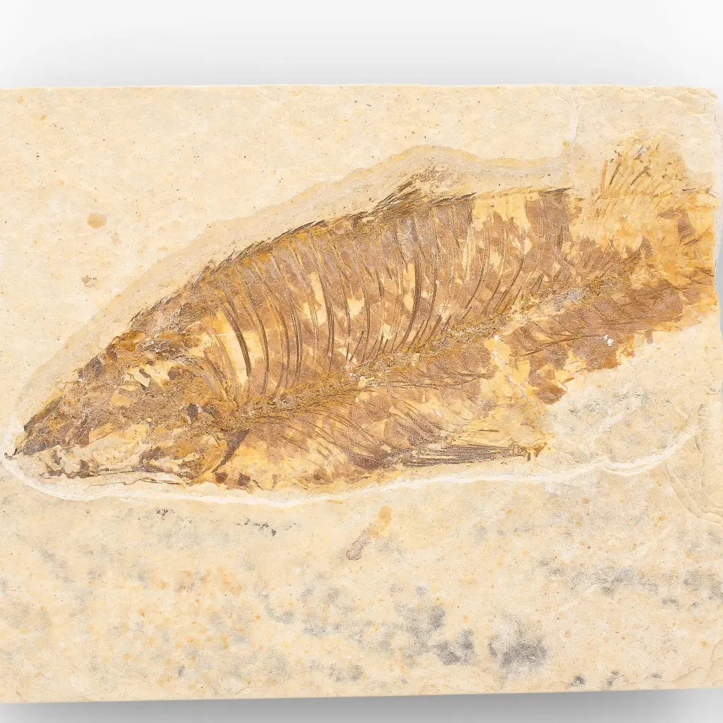 Eocene Fossil Fish Plate from the Green River Formation