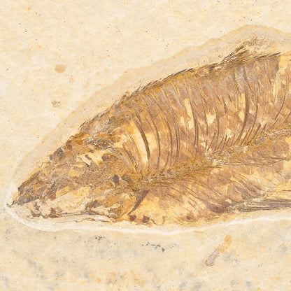 Eocene Fossil Fish Plate from the Green River Formation