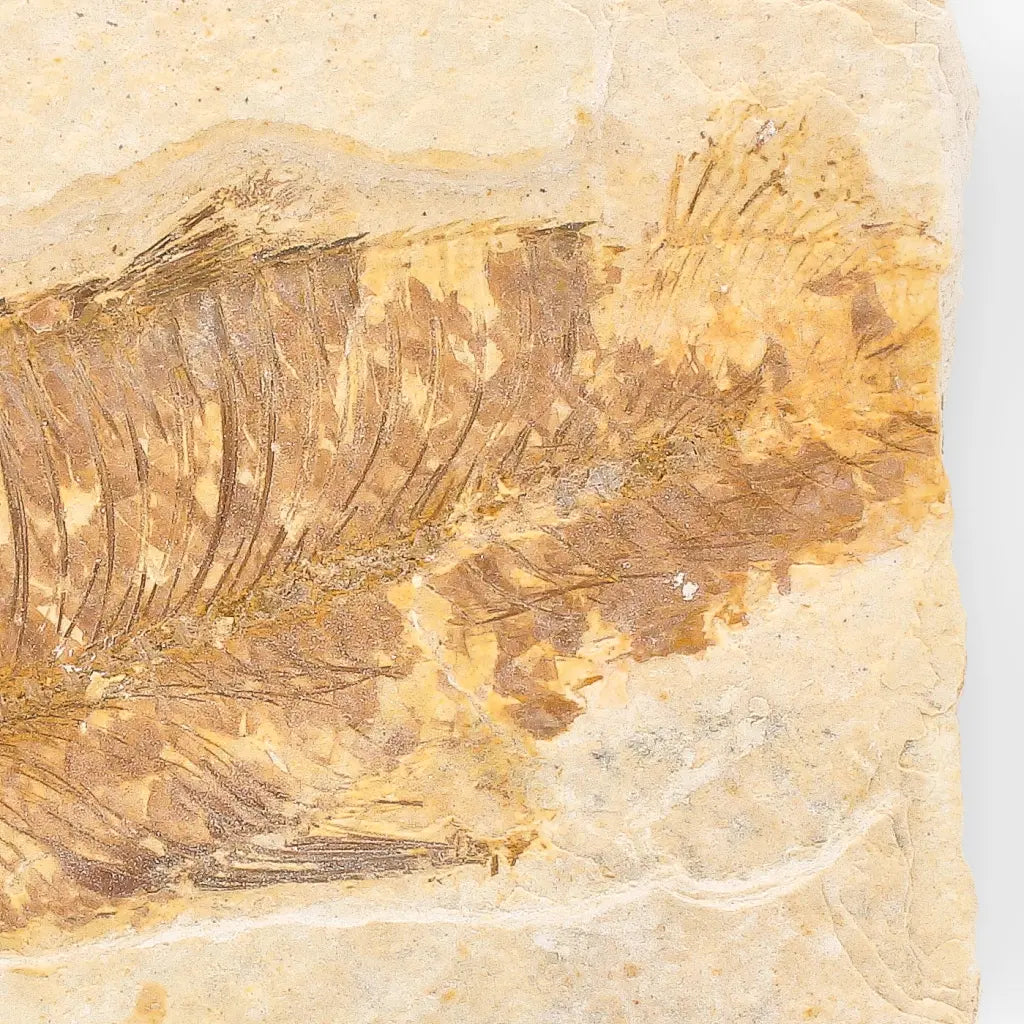 Eocene Fossil Fish Plate from the Green River Formation