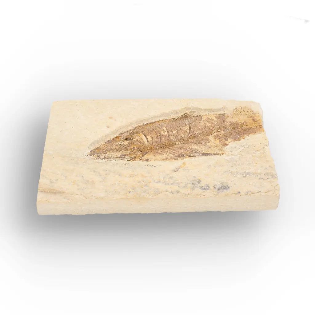 Eocene Fossil Fish Plate from the Green River Formation