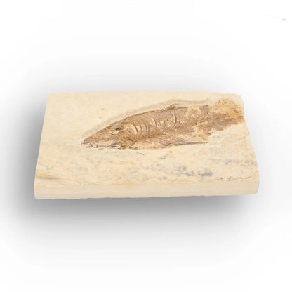 Eocene Fossil Fish Plate from the Green River Formation