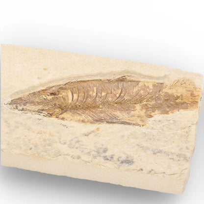 Eocene Fossil Fish Plate from the Green River Formation