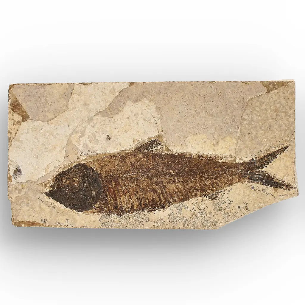 Get your Authentic Green River Formation Fish Fossil – Kemmerer Wyoming Limestone Specimen online now or in store at Forever Gems in Franschhoek, South Africa