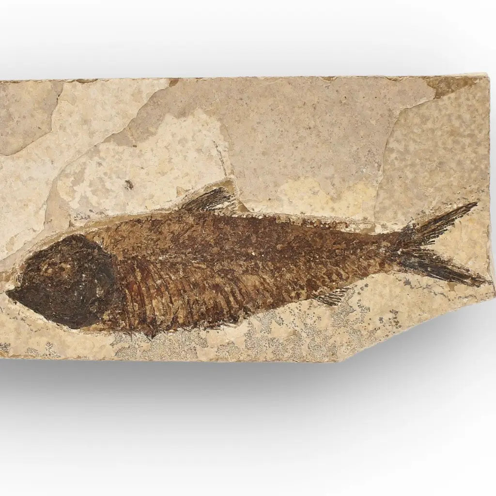 Get your Authentic Green River Formation Fish Fossil – Kemmerer Wyoming Limestone Specimen online now or in store at Forever Gems in Franschhoek, South Africa