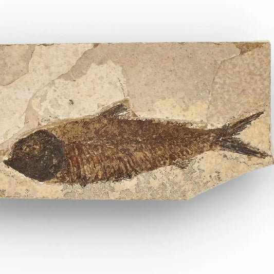 Get your Authentic Green River Formation Fish Fossil – Kemmerer Wyoming Limestone Specimen online now or in store at Forever Gems in Franschhoek, South Africa