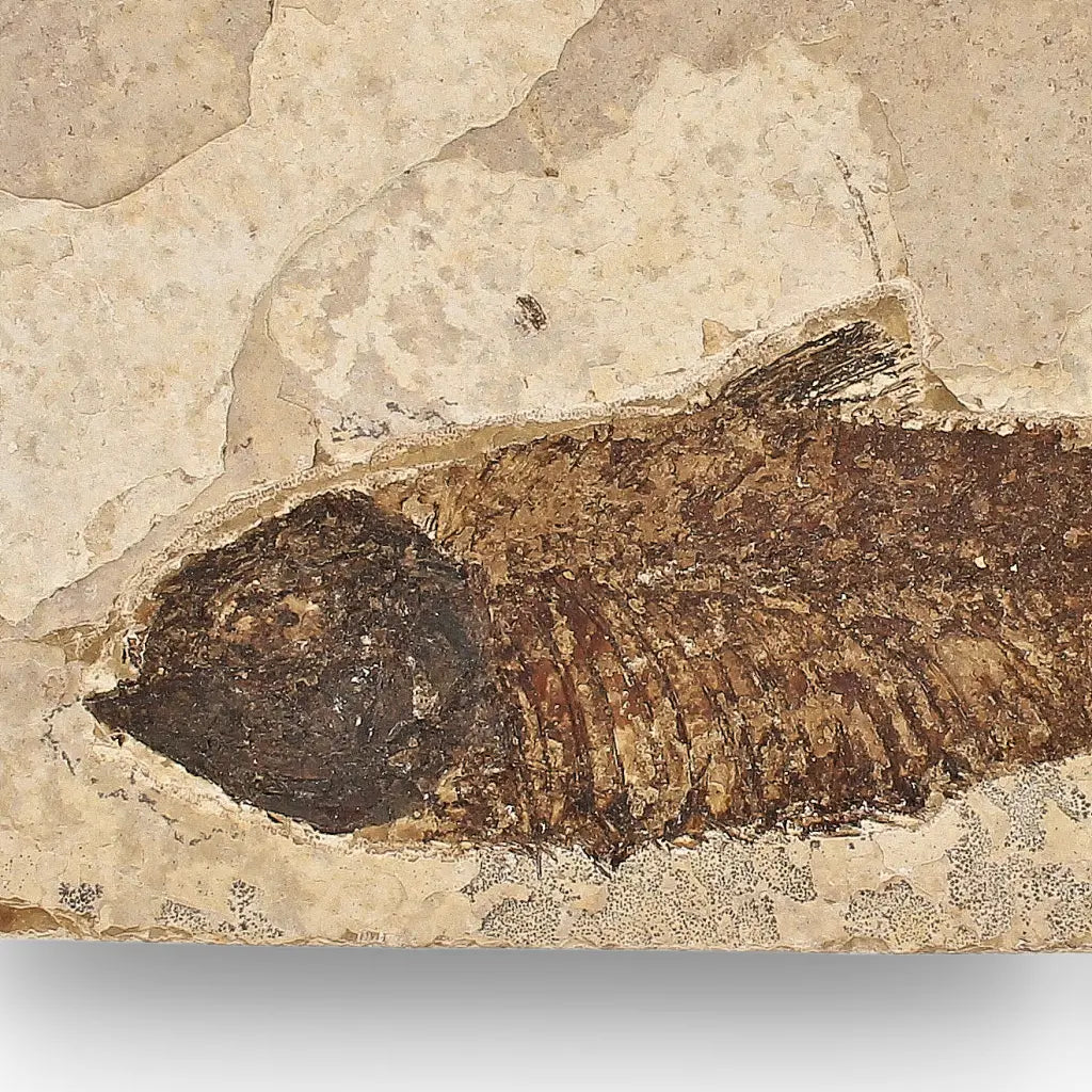 Get your Authentic Green River Formation Fish Fossil – Kemmerer Wyoming Limestone Specimen online now or in store at Forever Gems in Franschhoek, South Africa