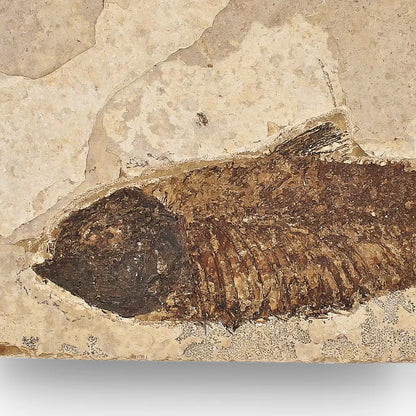 Get your Authentic Green River Formation Fish Fossil – Kemmerer Wyoming Limestone Specimen online now or in store at Forever Gems in Franschhoek, South Africa