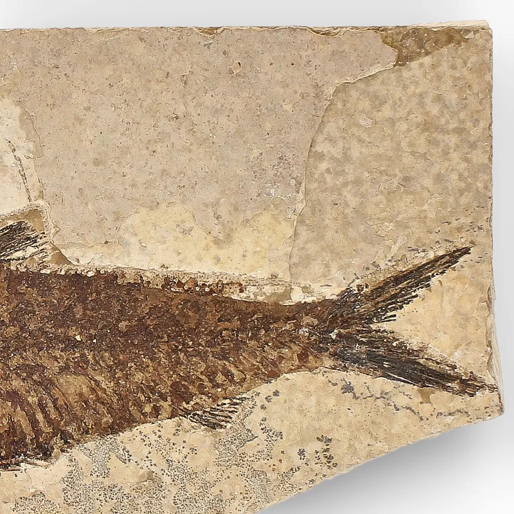 Get your Authentic Green River Formation Fish Fossil – Kemmerer Wyoming Limestone Specimen online now or in store at Forever Gems in Franschhoek, South Africa