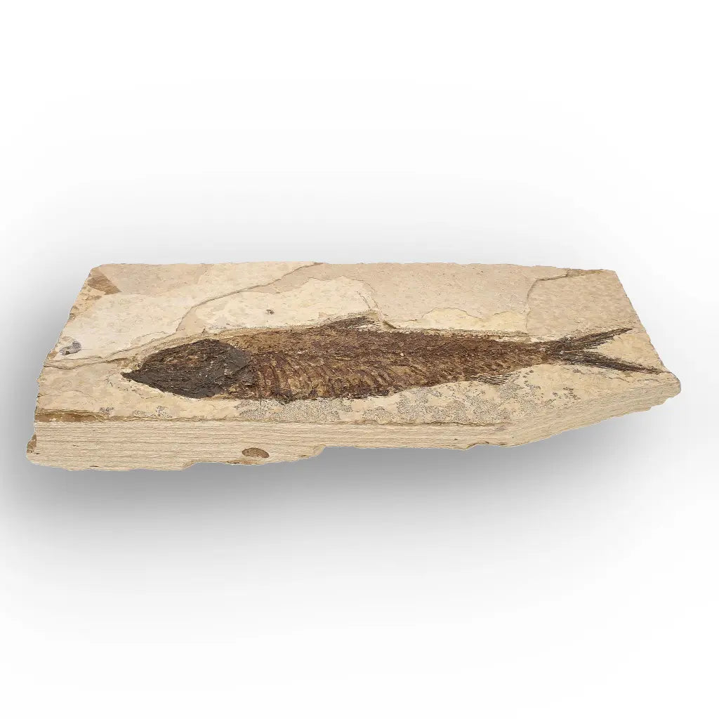 Get your Authentic Green River Formation Fish Fossil – Kemmerer Wyoming Limestone Specimen online now or in store at Forever Gems in Franschhoek, South Africa