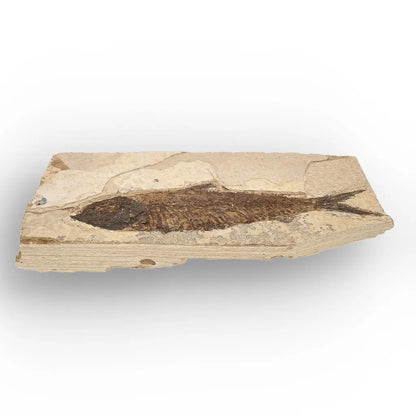 Get your Authentic Green River Formation Fish Fossil – Kemmerer Wyoming Limestone Specimen online now or in store at Forever Gems in Franschhoek, South Africa