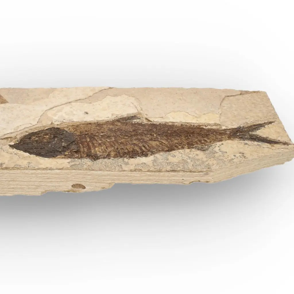 Get your Authentic Green River Formation Fish Fossil – Kemmerer Wyoming Limestone Specimen online now or in store at Forever Gems in Franschhoek, South Africa