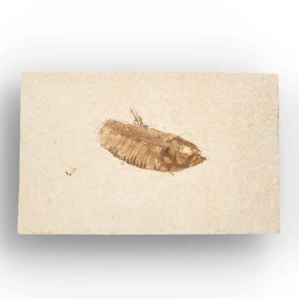 Get your Genuine Green River Fossil Fish – Knightia eocaena online now or in store at Forever Gems in Franschhoek, South Africa