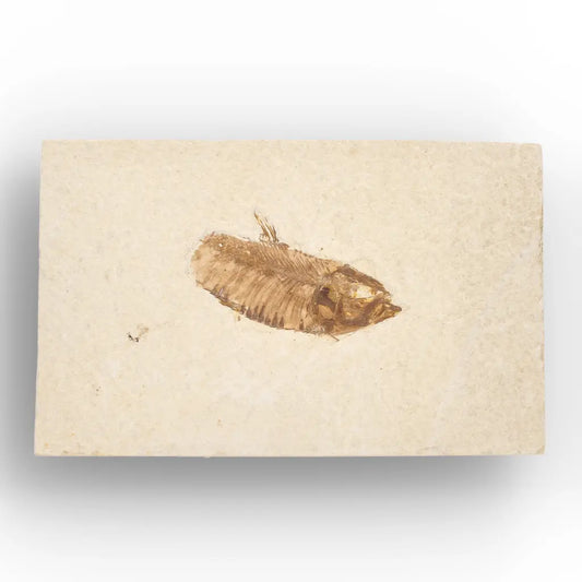 Get your Genuine Green River Fossil Fish – Knightia eocaena online now or in store at Forever Gems in Franschhoek, South Africa