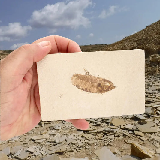 Get your Genuine Green River Fossil Fish – Knightia eocaena online now or in store at Forever Gems in Franschhoek, South Africa