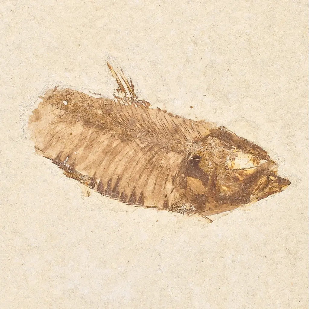 Get your Genuine Green River Fossil Fish – Knightia eocaena online now or in store at Forever Gems in Franschhoek, South Africa