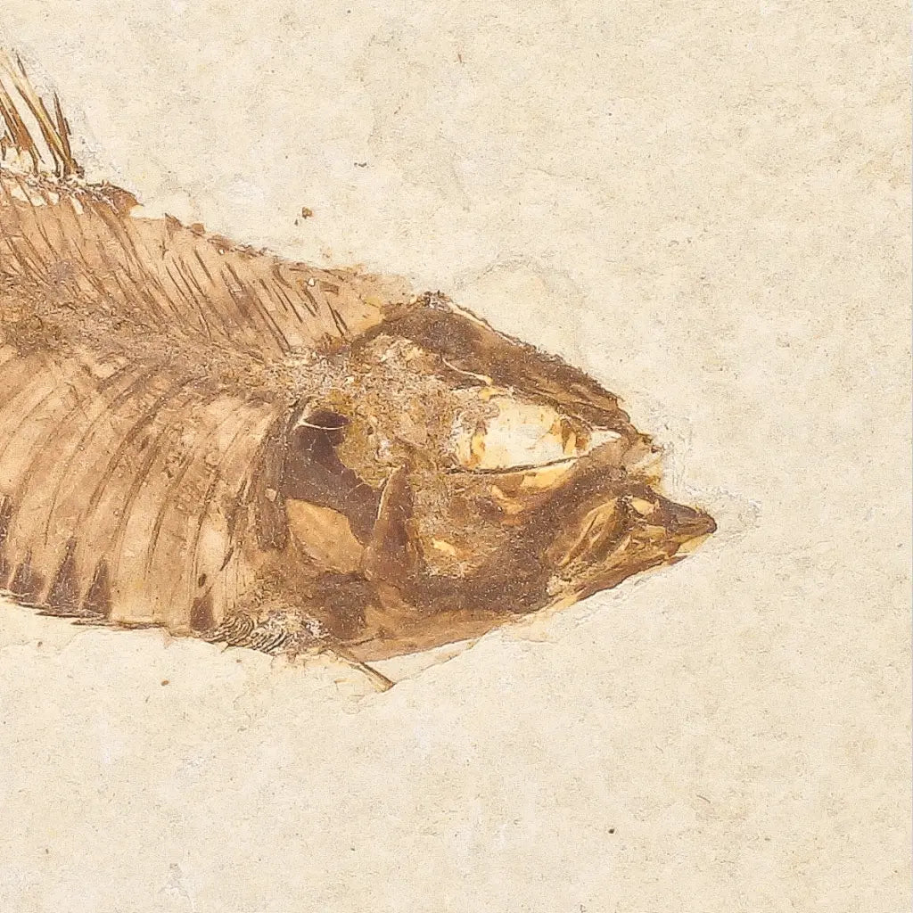 Get your Genuine Green River Fossil Fish – Knightia eocaena online now or in store at Forever Gems in Franschhoek, South Africa