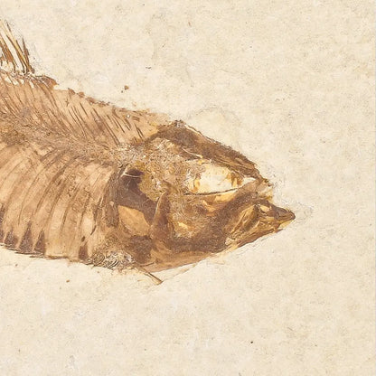 Get your Genuine Green River Fossil Fish – Knightia eocaena online now or in store at Forever Gems in Franschhoek, South Africa