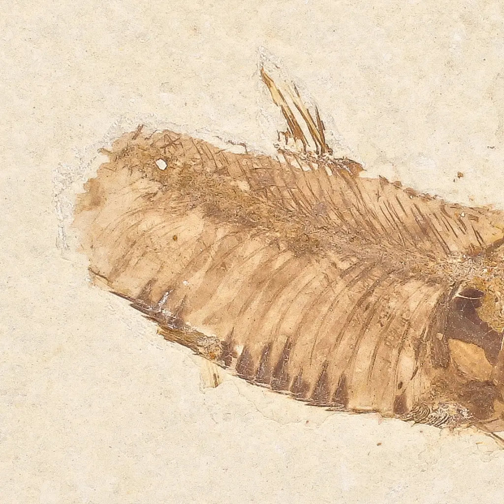 Get your Genuine Green River Fossil Fish – Knightia eocaena online now or in store at Forever Gems in Franschhoek, South Africa