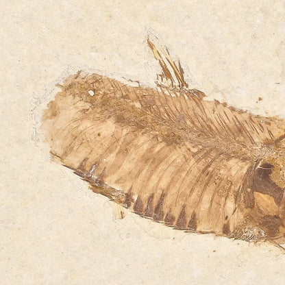 Get your Genuine Green River Fossil Fish – Knightia eocaena online now or in store at Forever Gems in Franschhoek, South Africa