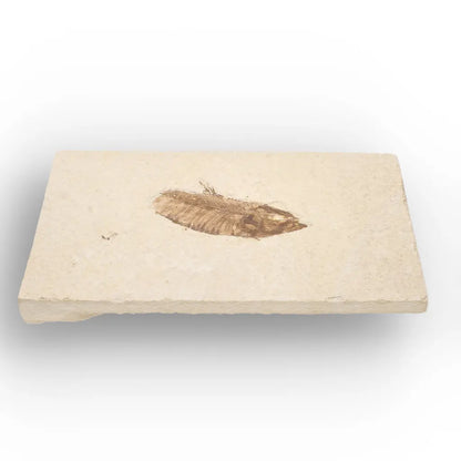 Get your Genuine Green River Fossil Fish – Knightia eocaena online now or in store at Forever Gems in Franschhoek, South Africa