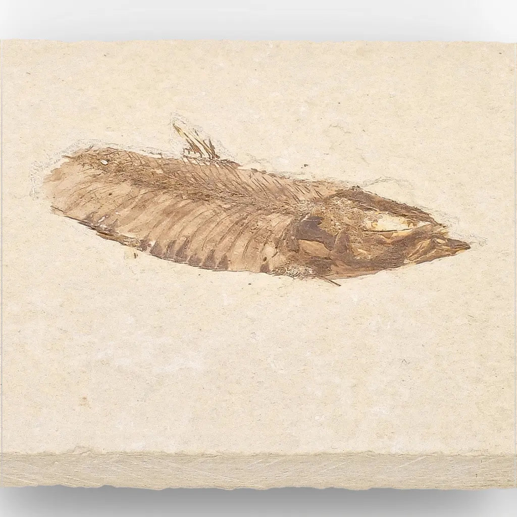 Get your Genuine Green River Fossil Fish – Knightia eocaena online now or in store at Forever Gems in Franschhoek, South Africa
