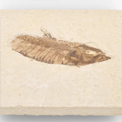 Get your Genuine Green River Fossil Fish – Knightia eocaena online now or in store at Forever Gems in Franschhoek, South Africa