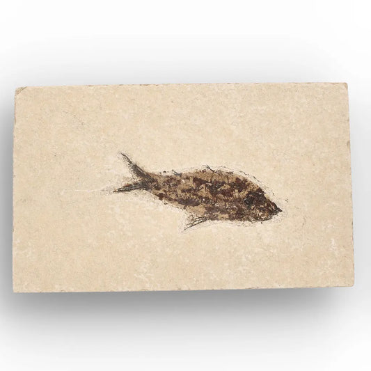Get your Authentic Green River Formation Fish Fossil – Kemmerer Wyoming Limestone Slab online now or in store at Forever Gems in Franschhoek, South Africa