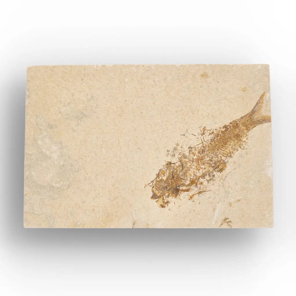 Get your Beautifully Preserved Knightia Fossil from Fossil Lake online now or in store at Forever Gems in Franschhoek, South Africa