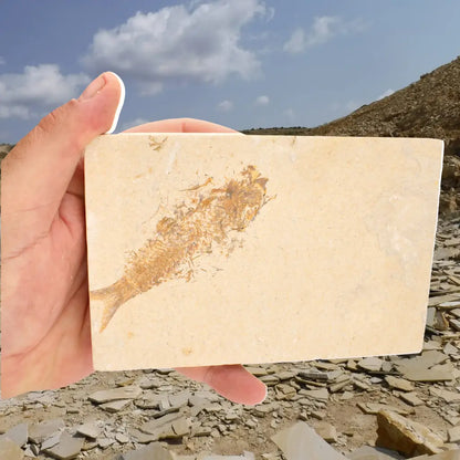 Get your Beautifully Preserved Knightia Fossil from Fossil Lake online now or in store at Forever Gems in Franschhoek, South Africa