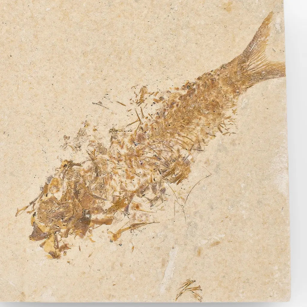 Get your Beautifully Preserved Knightia Fossil from Fossil Lake online now or in store at Forever Gems in Franschhoek, South Africa