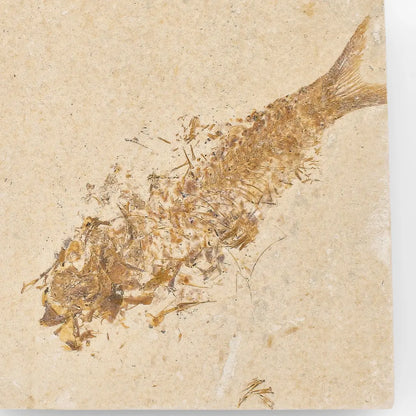 Get your Beautifully Preserved Knightia Fossil from Fossil Lake online now or in store at Forever Gems in Franschhoek, South Africa