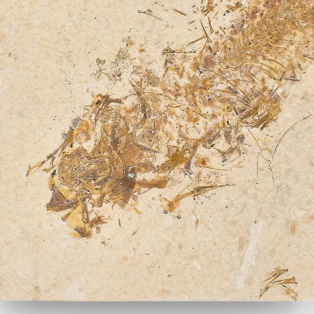 Get your Beautifully Preserved Knightia Fossil from Fossil Lake online now or in store at Forever Gems in Franschhoek, South Africa