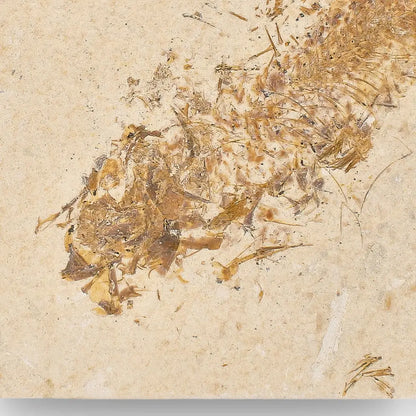 Get your Beautifully Preserved Knightia Fossil from Fossil Lake online now or in store at Forever Gems in Franschhoek, South Africa