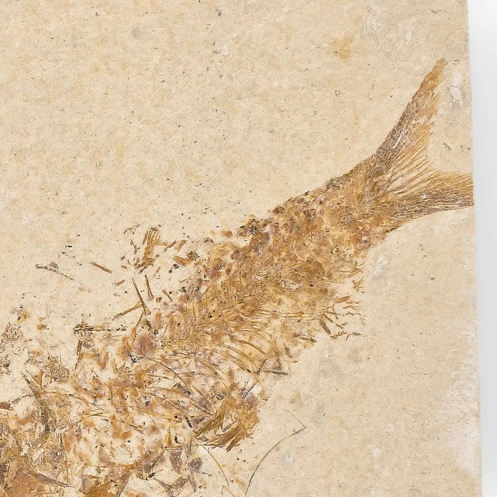 Get your Beautifully Preserved Knightia Fossil from Fossil Lake online now or in store at Forever Gems in Franschhoek, South Africa