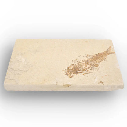 Get your Beautifully Preserved Knightia Fossil from Fossil Lake online now or in store at Forever Gems in Franschhoek, South Africa
