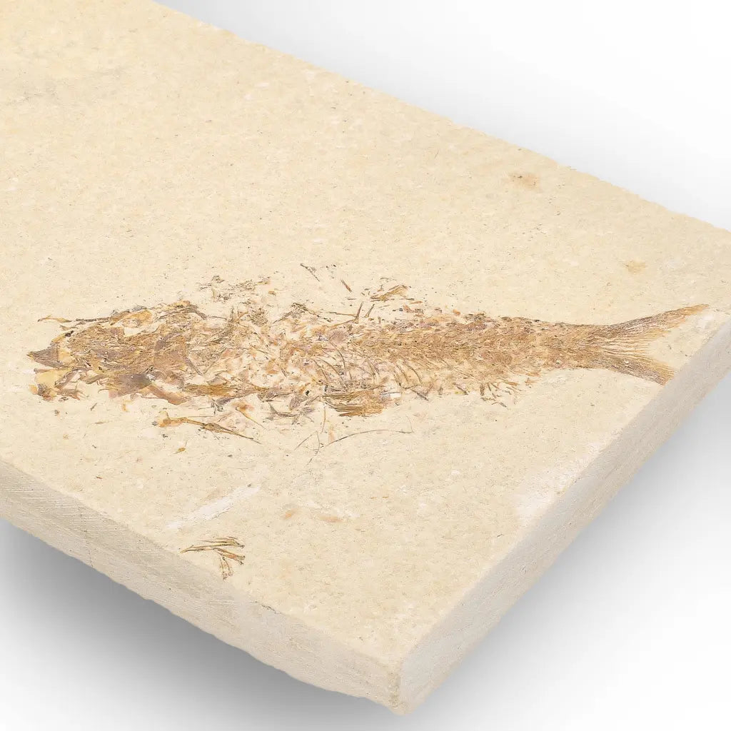 Get your Beautifully Preserved Knightia Fossil from Fossil Lake online now or in store at Forever Gems in Franschhoek, South Africa
