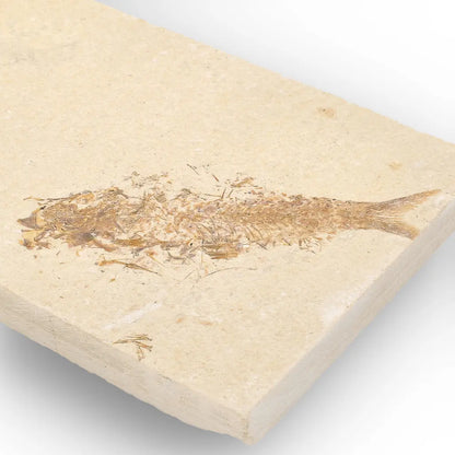 Get your Beautifully Preserved Knightia Fossil from Fossil Lake online now or in store at Forever Gems in Franschhoek, South Africa