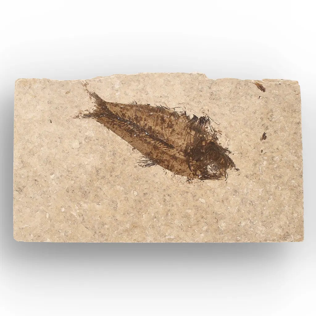 Get your Authentic Green River Formation Fish Fossil – Kemmerer Wyoming Eocene Limestone online now or in store at Forever Gems in Franschhoek, South Africa