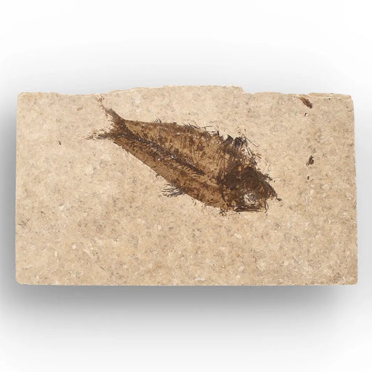 Get your Authentic Green River Formation Fish Fossil – Kemmerer Wyoming Eocene Limestone online now or in store at Forever Gems in Franschhoek, South Africa