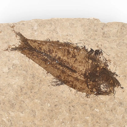 Get your Authentic Green River Formation Fish Fossil – Kemmerer Wyoming Eocene Limestone online now or in store at Forever Gems in Franschhoek, South Africa