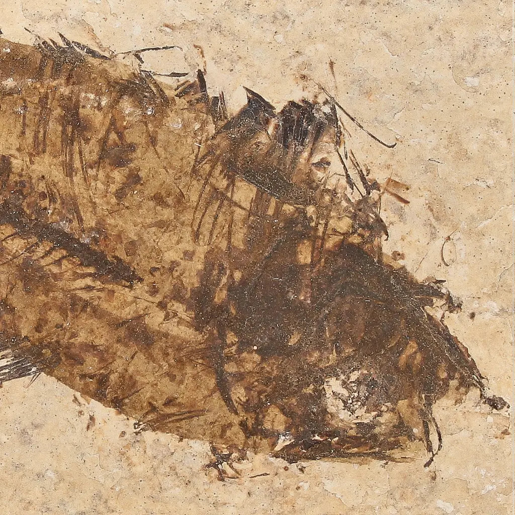 Get your Authentic Green River Formation Fish Fossil – Kemmerer Wyoming Eocene Limestone online now or in store at Forever Gems in Franschhoek, South Africa