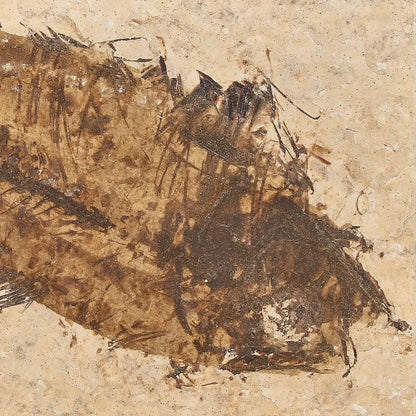 Get your Authentic Green River Formation Fish Fossil – Kemmerer Wyoming Eocene Limestone online now or in store at Forever Gems in Franschhoek, South Africa
