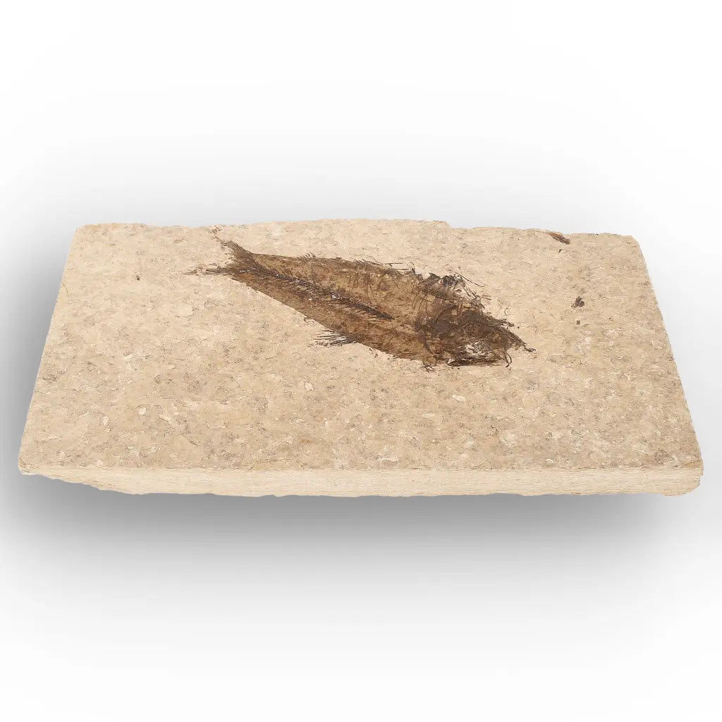 Get your Authentic Green River Formation Fish Fossil – Kemmerer Wyoming Eocene Limestone online now or in store at Forever Gems in Franschhoek, South Africa