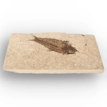 Get your Authentic Green River Formation Fish Fossil – Kemmerer Wyoming Eocene Limestone online now or in store at Forever Gems in Franschhoek, South Africa